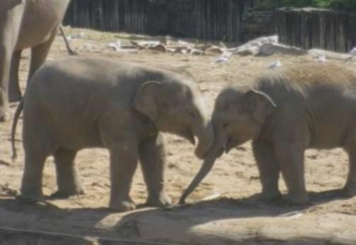 Using the above aim, this study also tested the effectiveness of quantifying complex social interactions of Asian elephants, which could be implemented by animal staff in the future.