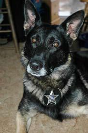 K9 Yako was already four years old when Jason found him at Canine Specialty Services in Monkton, Vt.