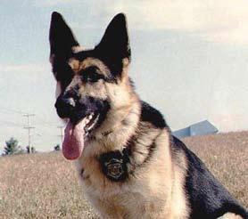 K-9 Hope 2000-2011 Worcester County Sheriff s Department 2001-2010 May 23, 2000-January 5, 2011 Deputy Shawn Conley, Handler Hope worked for the Worcester County Sheriff s Department side-by-side