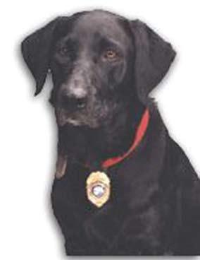 K9 Ollie 2000-2009 Massachusetts State Police 2003-2009 Trooper Chet Warwaka, Handler Trooper Gary R.
