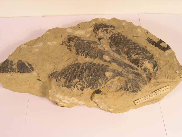 Fish 381-354 million years old. Devonian Period From Old Red Sandstone, Dura Den, Fife Holoptychius flemingi HOL-OP-TIE-KEY-US FLEM-ING-I Holoptychius was a feared hunter of the Devonian seas.