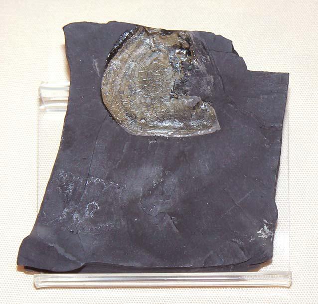 Coelacanth operculum 340 million years old.