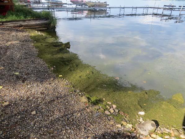 Benthic Algae Project Motivation Benthic algal fouling on beaches Problems?