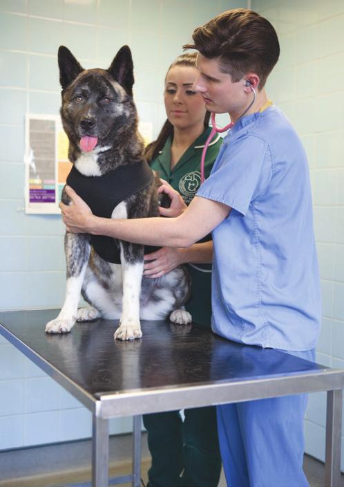 The Journey Caring for Foxy Every dog and cat gets the very best welfare and medical support at the Home and an individual plan to care for them through their Battersea journey.