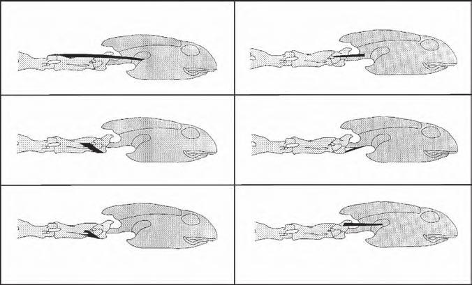 Cervical Anatomy and Function in Turtles 177 A D B m. epistropheo-squamosus dorsalis E m. atlanto-exoccipitis m. epistropheo-atlantis dorsalis m. atlanto-basioccipitis medialis C F m.