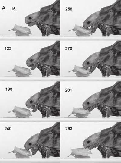 Functional Evolution of Feeding Behavior in Turtles 193 Figure 8.