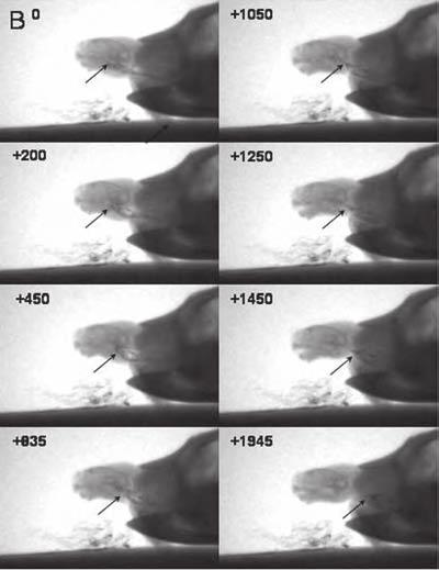Functional Evolution of Feeding Behavior in Turtles 197 (SO I), and when the tongue is stationary prior to moving backward during the FO stage, the lower jaw does not move and the gape angle remains