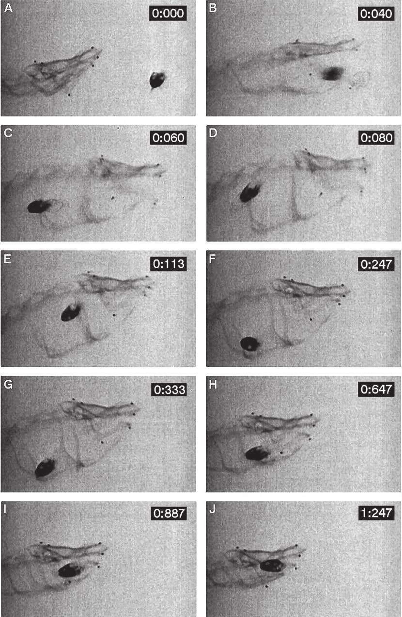 22 Biology of Turtles Figure 8.9 Successive frames of a high-speed x-ray film sequence (15 frames/s) showing a lateral view of C. fimbriatus during food capture.