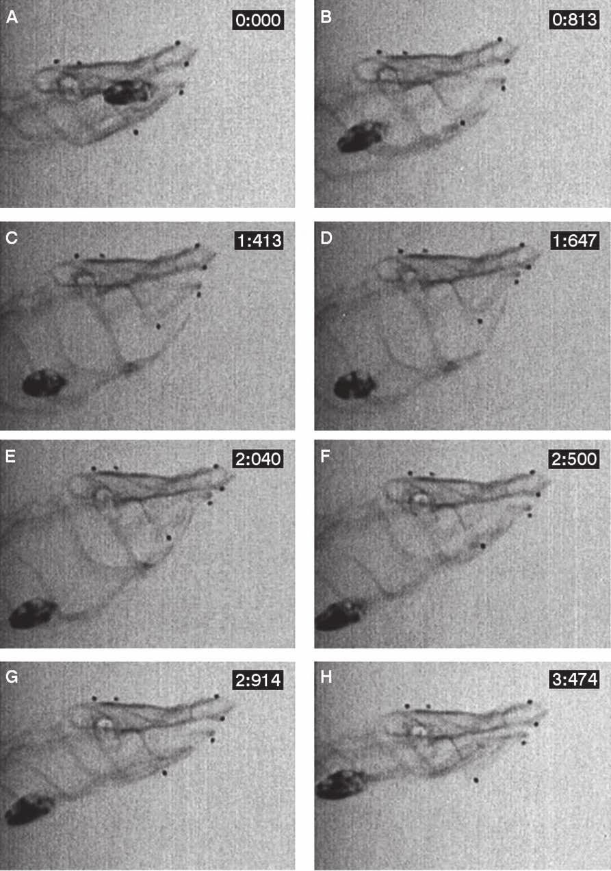 Functional Evolution of Feeding Behavior in Turtles 25 Figure 8.12 Successive frames of a high-speed x-ray film sequence (15 frames/s) showing a lateral view of C. fimbriatus during food transport.