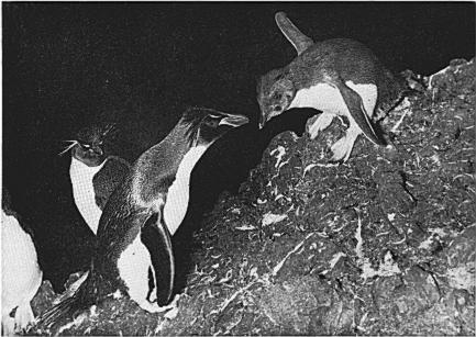 238 WARHAM, Rockhopper Penguin [ Auk t Vol. 80 Figure 2. Adult about to feed fully feathered chick.