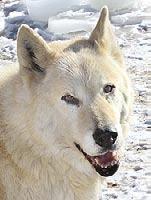 Anne Dresselhaus- Hear elt thank you, Anne, for helping us rescue the late Cassie, and our Iowa 10 wolf-dogs!