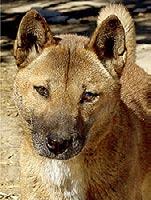 The pure dingo has always been a wild canine, which developed as the wolf of Australia. Fossil records show that dingoes have lived in Australia for at least 5000 years.