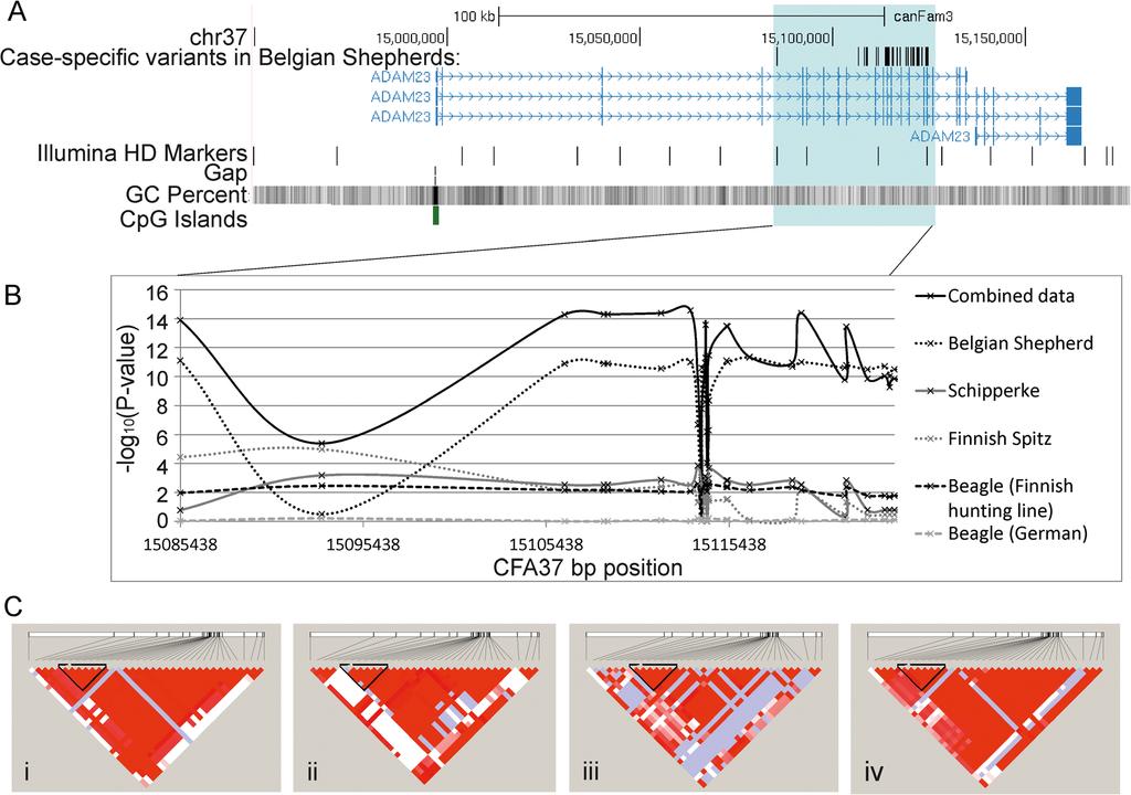 Koskinen et al. BMC Genomics (2015) 16:465 Page 5 of 10 Fig. 2 The variants identified in the resequencing and associated with idiopathic epilepsy are located in ADAM23. a. The 37 case-specific variants identified in Belgian Shepherds by targeted resequencing were located within a 39-kb region of ADAM23 and span exons 5 17 highlighted with blue.