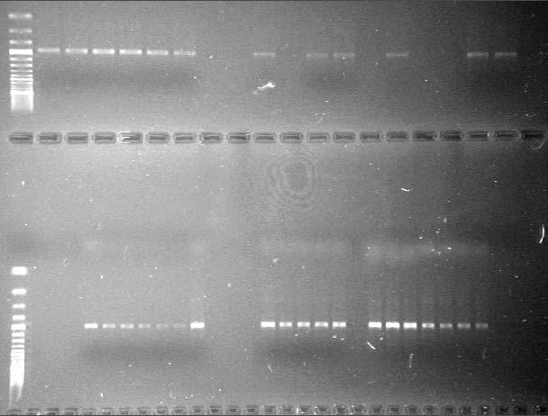 244 R. FRANICZEK et al. 1 2 3 4 5 6 7 8 9 10 11 12 13 14 15 16 17 18 19 20 21 22 23 24 25 26 27 28 29 30 1000 bp -- 31 32 33 34 35 36 37 38 39 40 41 42 43 44 45 46 47 48 49 1000 bp -- Fig. 1. Agarose gel electrophoresis of PCR products in donor strains.