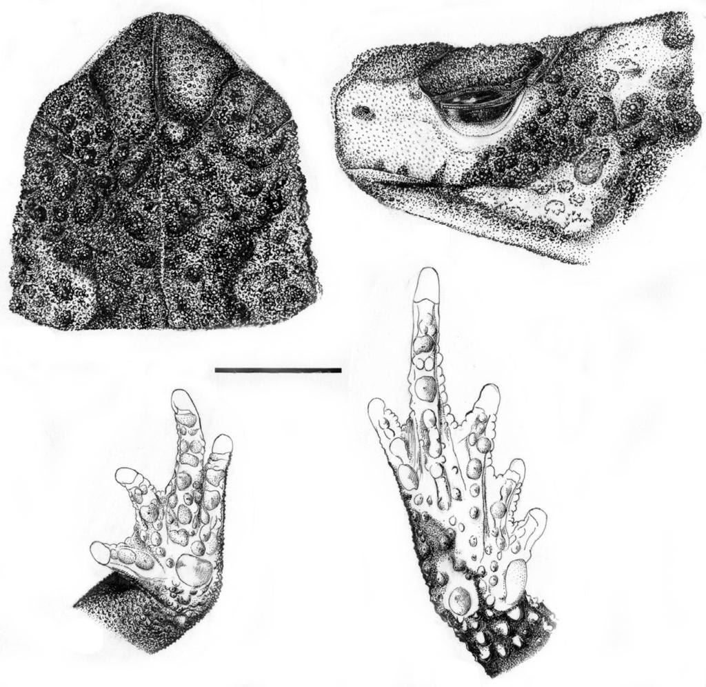 312 U.CARAMASCHI & C.A.G.CRUZ Fig.15- Melanophryniscus simplex sp.nov.