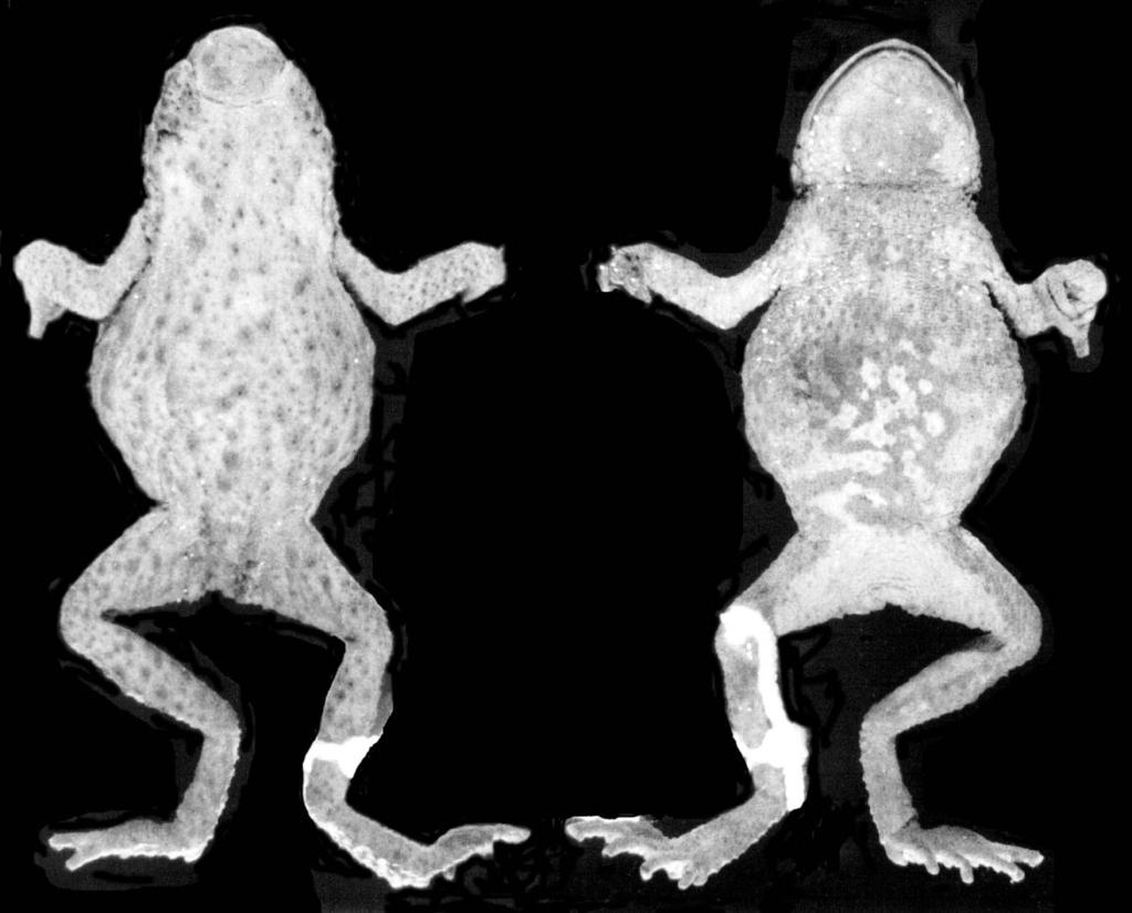 304 U.CARAMASCHI & C.A.G.CRUZ redescribed and its type-locality is discussed and restricted. Two new species referred to the M. tumifrons group are described.