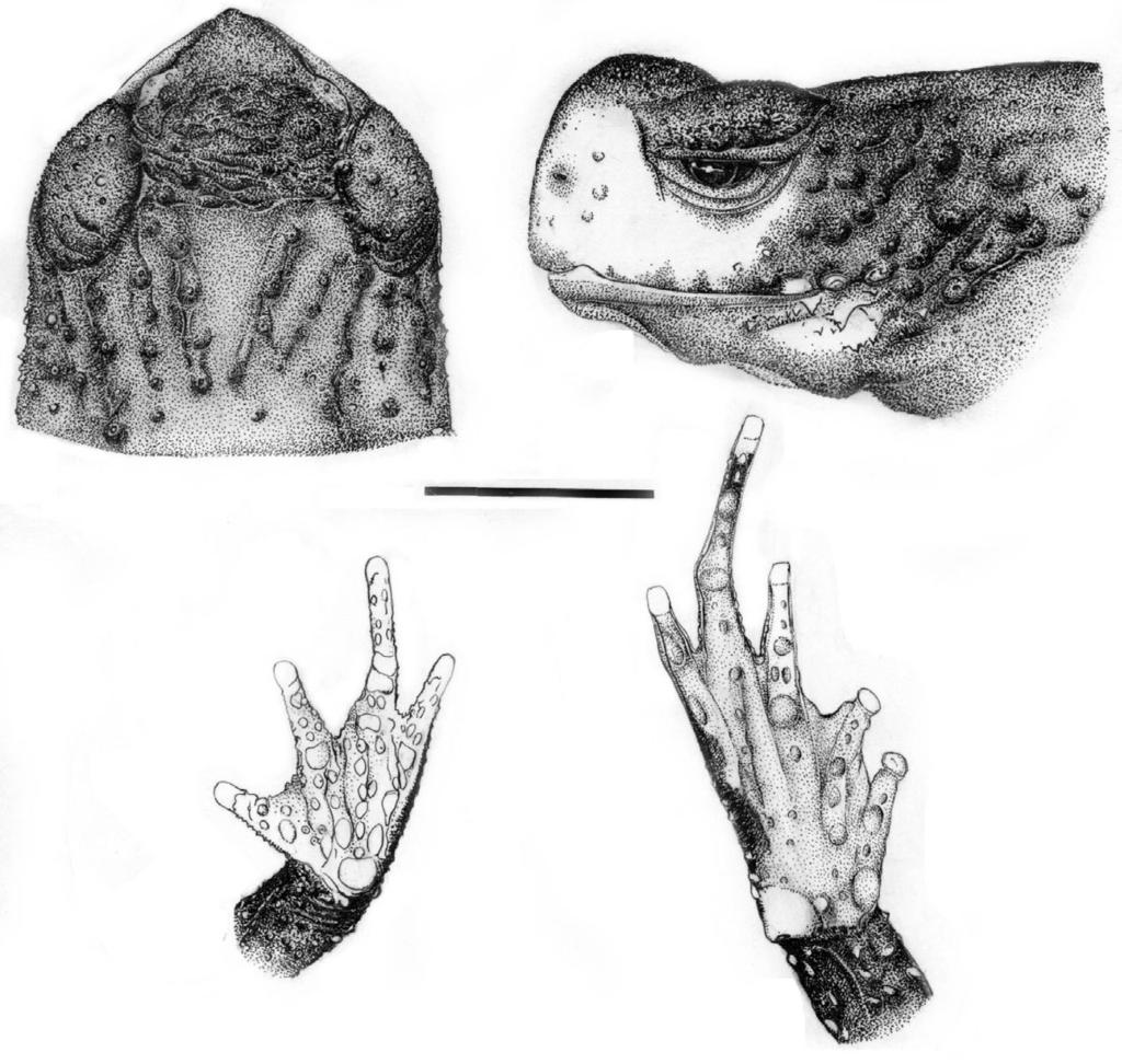 308 U.CARAMASCHI & C.A.G.CRUZ 6 7 8 9 Melanophryniscus tumifrons (Boulenger, 1905), holotype (BMNH 1947.2.1461): fig.6- dorsal view of head; fig.7- lateral view of head; fig.8- hand; fig.9- foot.