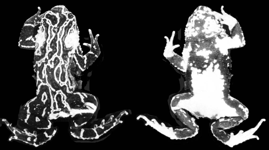 TAXONOMIC STATUS OF ATELOPUS PACHYRHYNUS MIRANDA-RIBEIRO, 1920... 309 Fig.10- Melanophryniscus spectabilis sp.nov., holotype (MZUSP 9424), dorsal and ventral views. and lateral views (Figs.