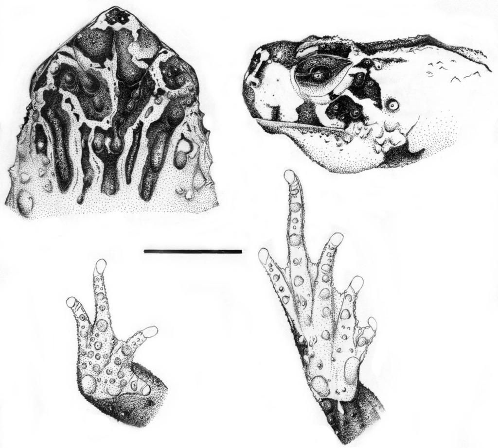 310 U.CARAMASCHI & C.A.G.CRUZ 11 12 13 14 Melanophryniscus spectabilis sp.nov., holotype head; fig.13- hand; fig.14- foot. Scale bar: 5mm. (MZUSP 9424): fig.11- dorsal view of head; fig.