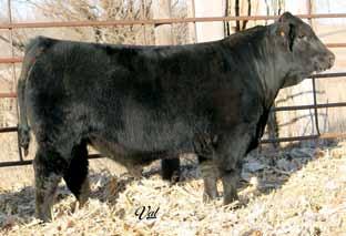 WW: 670 WS Ebony s New Design SVF/NJC Built Right N48 A solid black New Trend son who is a real thick, beef made herd sire loaded with style, always
