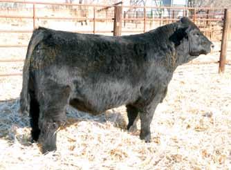 Sons of JF Heritage 1051Y Black Polled 3/4 SM 1/4 AN Bull ASA#2594648 5 2.2 55 86 5 26 53 * 11.9 24.5 -.34.11 -.030 1.