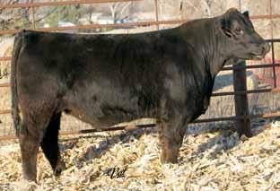 WS New Direction A11 Black Polled Purebred Bull ASA#2815124 11.6 66 97 9 27 60 16 13.1 28.3 -.24.15 -.040.