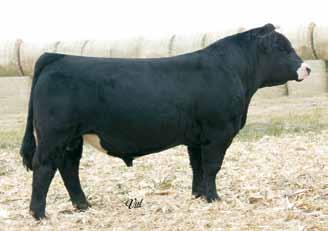 NLC Upgrade U8676 GFI Jodi SimAn R5083 A big stout New Direction bull with extra style, he is a wide based, strong topped, clean made beef machine.