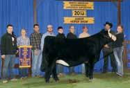 00, at the National Western Stock Show, he was the top selling bull. A3 s dam is a first calf heifer sired by WS Icon, a bull we raised out of Ebony s Joy cow, selling to Bill Fulton in Nebraska.