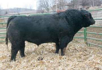 Daughters of AJE The Associate X35 Black Dbl. Polled Purebred Female ASA#2535448 5.7 50 67 7 23 48 24 9.9 10.5 -.35.18 -.024.