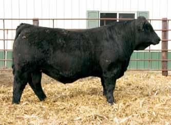 Daughters of JF New Trend 1044Y Black Homo. Polled 3/4 SM 1/4 AN Bull ASA#2594604 3 6.7 53 96 5 30 56 * 9.8 38.0 -.29.13 -.017 1.