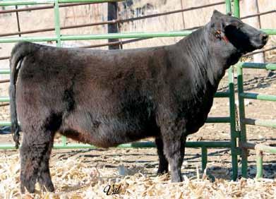 Daughters of JF Heritage 1051Y Black Polled 3/4 SM 1/4 AN Bull ASA#2594648 5 2.2 55 86 5 26 53 * 11.9 24.5 -.34.11 -.030 1.