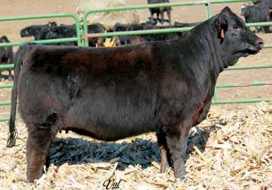 They are big bodied, moderate framed, square made, yet still very feminine. They are tthe kind of female I like. These heifers will make awesome breds, buy with confidence.