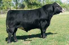 Plan Mating EPDs: Selling 3 #1 Embryos: CLRWTR Shock Force W94C x Guaranteeing one pregnancy if work is done by a certified embryologist. 9.