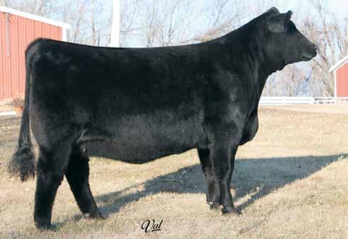 WS Joy s Delight X40 51 Est. Plan Mating EPDs: Selling 3 #1 Embryos: WS A Step Up X27 x WS Joy s Delight X40 Guaranteeing one pregnancy if work is done by a certified embryologist. 9.