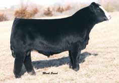 Macho U38 WS Joy s Delight X40 WSJ Encore WS A Step Up X27 The mating of the 2012 NSWW The One Top selling female ($30,000) and the 2014 NWSS The One top selling bull both carrying the WS prefix!