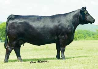 53 Est. Plan Mating EPDs: Selling 3 #1 Embryos: SVF Steel Force S701 x B&K Black Bertha Abby Guaranteeing one pregnancy if work is done by a certified embryologist. 8 2.75 73 114 10 18 55 23 * 41.9 -.
