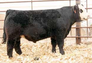 Sons of WS A Step Up X27 Black Baldy Heter. Polled Purebred Bull ASA#2568260 8.7 57 73 8 20 49 22 9.3 13.8 -.37.13 -.036.