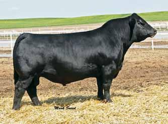 Step Up is an easy calving sire that produces extra muscle and performance, with style. Sons of Mr. NLC Upgrade U8676 Black Homo. Polled Purebred Bull ASA#2474338 12 2.3 85 127 11 33 76 19 12.1 48.