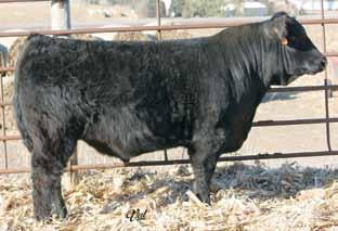This guy was our second highest weaning weight calf at 855 pounds. Sons of Rubys Wide Open 909W Homo. ASA#2492312 7 2.7 65 92 6 15 48 * 1.3 28.0 -.26.04 -.034.