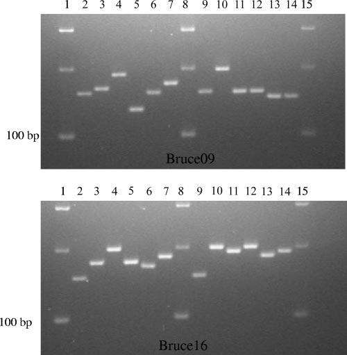 VOL. 45, 2007 MOLECULAR TYPING OF HUMAN BRUCELLA STRAINS 2925 FIG. 1. Amplification patterns of loci Bruce09 (top) and Bruce16 (bottom) of MLVA panel 2.