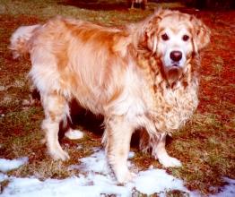 Wanted: Seeing Eye PERSON We have a Golden opportunity for a special person or family. Logan is a four year old, neutered, blind Golden Retriever.
