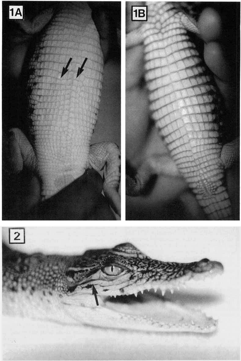 Fig. 1. A: Ventral scales of a crocodylid, Crocodylus porosus, showing the ISOs (arrows).