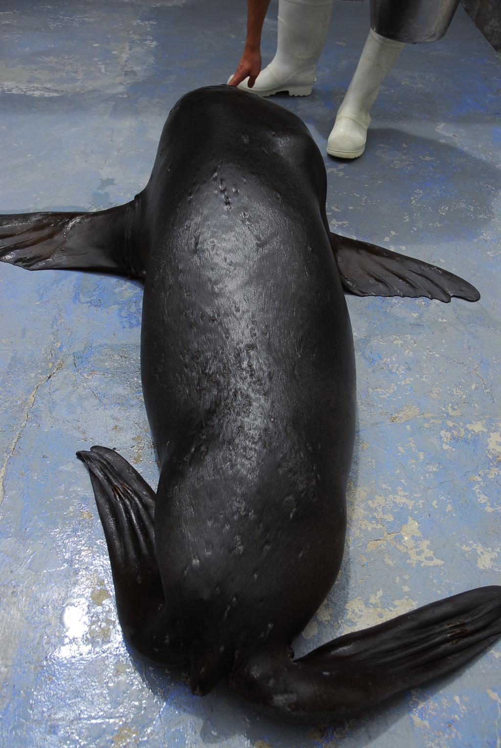 Two months later, the animal showed evident recovery, with almost complete healing of the lesions (Figure 3).