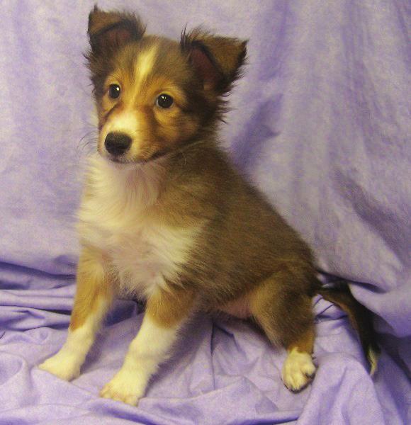 With Children SHETLAND SHEEPDOG: Often mistaken for their full sized counterparts, the Shetland Sheepdog, or Sheltie, is often referred to as the Miniature Collie.