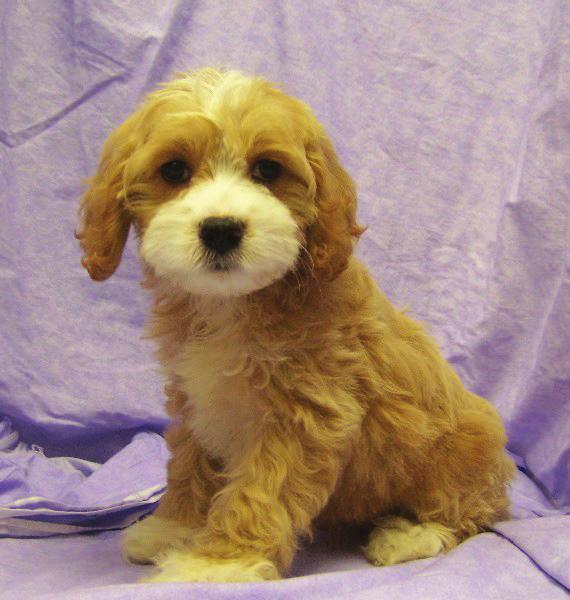 Designer Mixed Breeds COCKAPOO: The Cocker Spaniel/ Poodle mix is the oldest designer mixed breed, dating back to the 1950 s.