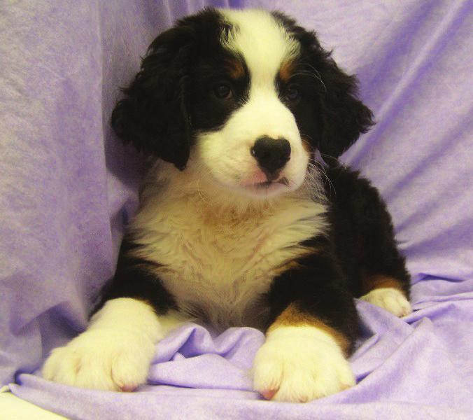 BERNESE MOUNTAIN DOG: An adult Bernese Mountain Dog is a calm, easy going family companion that weighs 70 to 120 pounds. They are enthusiastic outdoorsmen that enjoy having a job to do.