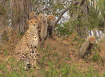 CHEETAH (Acinonyx jubatus) Cheetahs are the fastest land mammals and can reach a top speed of 120 kph.