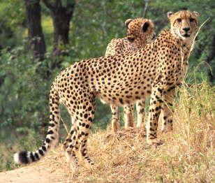 Cheetahs have solid black spots with white under parts and also have distinctive tear marks on their faces. They are long legged, slender cats with long tails and small heads.