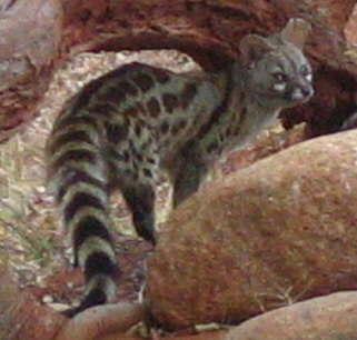 usually, but very agile in trees Large Spotted Genet Also known as the rusty spotted genet Larger more rusty spots Tip of
