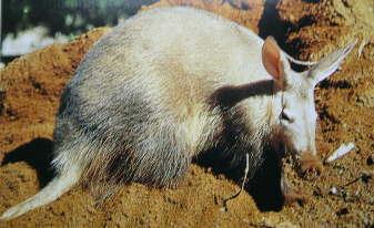 Aardvark Unique animal - only one in the world in its order Large males weigh up to 65 kg Eats ants and termites Have massive claws for digging